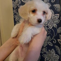 Morkie Puppies from The Morkie Mafia