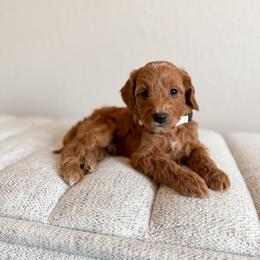 Grumpy - Brown Collar - Red  male Goldendoodle puppy in Billings, Montana from Montana Raised Doodles