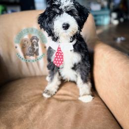 Nutcracker (Brody) - Black and white male Sheepadoodle puppy in Marion, Ohio from Doodles & Doxies