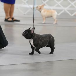 Camie - French Bulldog