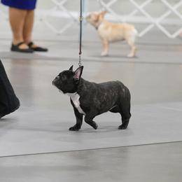 Camie - French Bulldog
