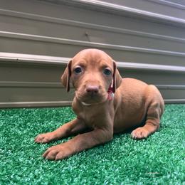 Pink girl - Golden rust female Vizsla puppy in Dugspur, Virginia from Pilgrims Trails Shorthairs