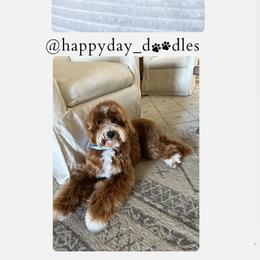 Goldendoodle Puppies from Happy Day Doodles