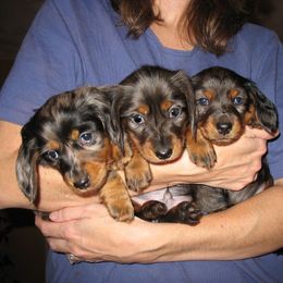 Dachshund Puppies from Lakeshore Dachshunds