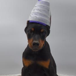 Black collar male - Black and rust male Doberman Pinscher puppy in Lafayette, Louisiana from Indah Lux Dobermans