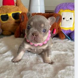 Rachel - Tricolors female French Bulldog puppy in South Bend, Indiana from Furever Faithful Frenchies LLC