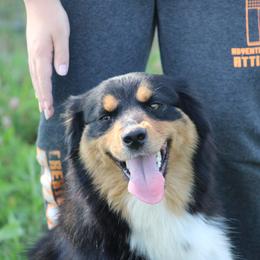 Dasha - Black tri female Miniature American Shepherd puppy in Williamston, Michigan from Rust Belt Farms