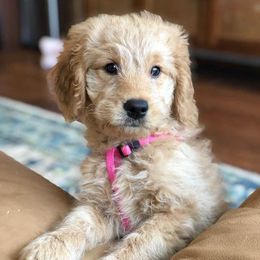 Goldendoodles and Golden Retrievers from Westwood Farms