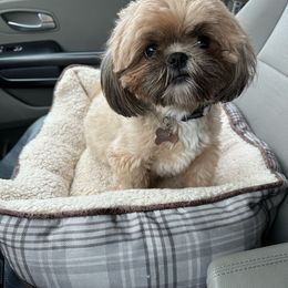 Rosie - Shih Tzu