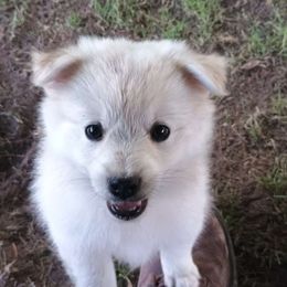 Pomskies from PJs Pomskies