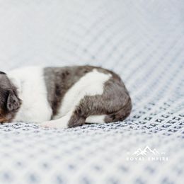 Quince - Merle Bernedoodle puppy in Grants Pass, Oregon from Royal Empire Bernedoodles