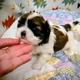 Breezy - Red and white female Shih Tzu puppy in Fallon, Nevada from Grandma Ts Precious Puppies