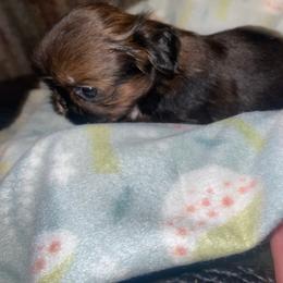 Rowan - Brindle male Shih Tzu puppy in Pleasant Shade, Tennessee from Kuntry Tyme Shih Tzu