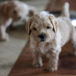 Australian Labradoodle Puppies from Ohio Valley Labradoodles
