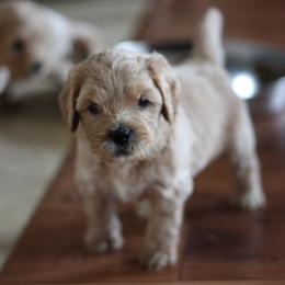 Australian Labradoodle Puppies from Ohio Valley Labradoodles