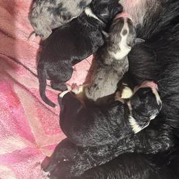 Sabine - Tri-color female Bernedoodle puppy in Springfield, Missouri from Doodle Dandy Bernedoodles