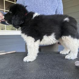 Boy 4 - White and black male Newfoundland puppy in Bellingham, Washington from Salish Sea Newfoundlands