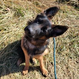TRAINED PUPPY - Neon Green Collar - Ayida - Black and red female German Shepherd puppy in Augusta, West Virginia from Cricket Hollow Canines
