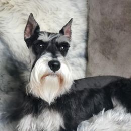 Saber - Miniature Schnauzer