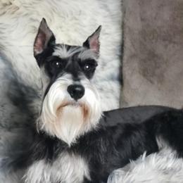 Saber - Miniature Schnauzer
