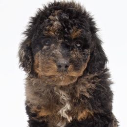 Bernedoodles, Cavapoos, Cockapoos, Cocker Spaniels, and Poodles from DAKOTA DOOD RANCH