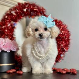 Miracle - White female Poodle puppy in Kentucky from Deerly Poodles
