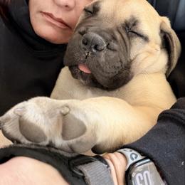 Curly - Fawn male Bullmastiff puppy in Gaston, Indiana from Fernandes’ Guardians Bullmastiff and French Bulldogs