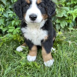 Bernese Mountain Dog Puppies from Blair Berners