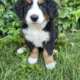 Bernese Mountain Dog Puppies from Blair Berners