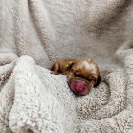 Dilute Retriever and Labrador Retriever Puppies from LC Hunting Labs, LLC.