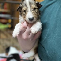 Collie Puppies from Jolly Collies
