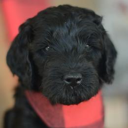 Nash - Black male Goldendoodle puppy in Mesa, Arizona from Wrigley's Doodles
