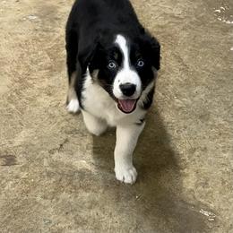 Australian Shepherd puppies from Sullivan Australian Shepherds