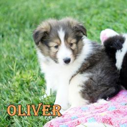 Oliver - Sable-White Boy - Sable and white male Shetland Sheepdog puppy in Frazeysburg, Ohio from Mountain High Kennels