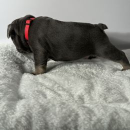 French Bulldog Puppies from Puget Sound Frenchies