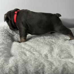 French Bulldog Puppies from Puget Sound Frenchies