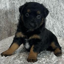 Butterfly 🦋 - Black tri female Miniature Australian Shepherd puppy in Sulphur, Louisiana from Triple J Aussies and Corgis