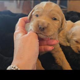Prada - Apricot female Goldendoodle puppy in Red Oak, Iowa from Fisher Pups-Stay Golden with a Doodle