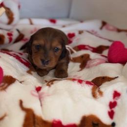 Juliet - Dapple female Dachshund puppy in Phoenix, Arizona from Lengthydog.co