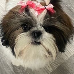 Kendall - Shih Tzu