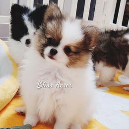 Princeton - Cream sable parti male Pomeranian puppy in Ponca City, Oklahoma from Bliss Acres Farm