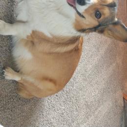 Reba - Pembroke Welsh Corgi