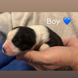 Miniature Australian Shepherd Puppies from Deep South Aussie's