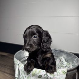 Dachshund, Shih Tzu, and Yorkshire Terrier Puppies from Happy Hounds and More🐾