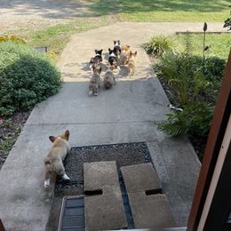 Pembroke Welsh Corgi Puppies from McMillin Stony Point Corgis