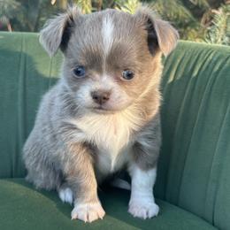 Granite - Chocolate blue male Chihuahua puppy in Northboro, Iowa from So Sweet Chihuahuas