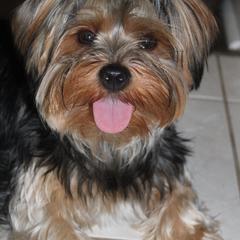 Yorkshire Terriers from Once Upon a Yorkie by May