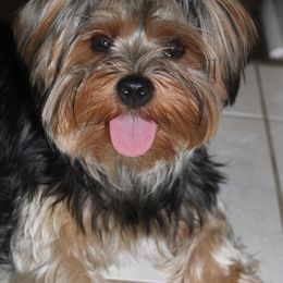 Yorkshire Terriers from Once Upon a Yorkie by May