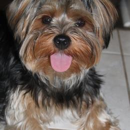 Yorkshire Terriers from Once Upon a Yorkie by May