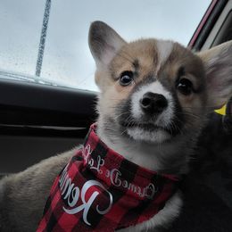 Pembroke Welsh Corgi Puppies from Creme De La Creme Corgis